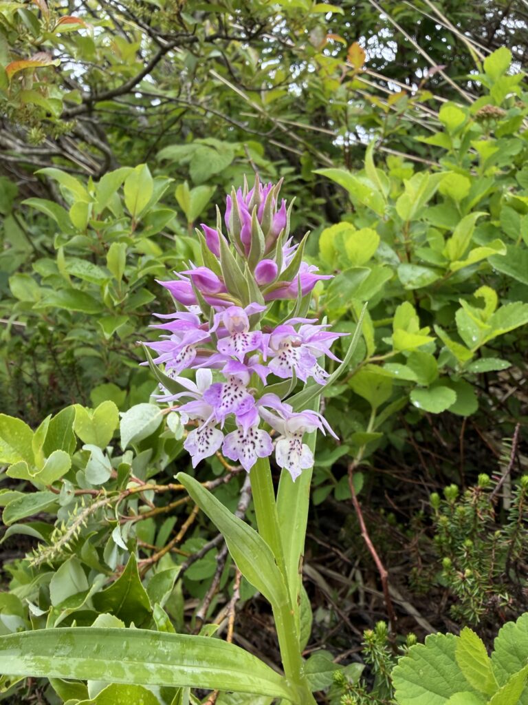 Hakusan-chidori, Dactylorhiza aristata