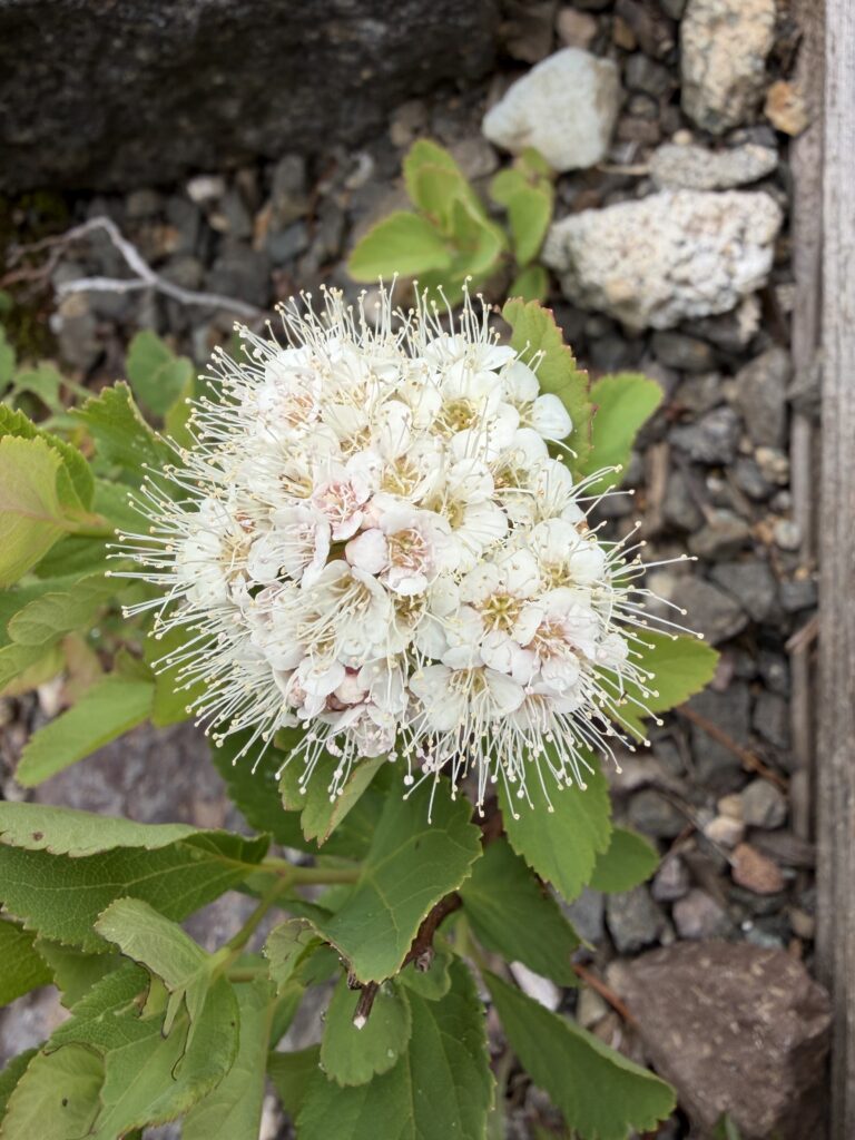 マルバシモツケ