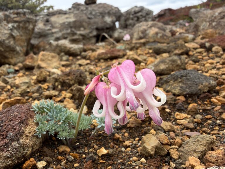Komakusa (Alpine bleeding heart)
