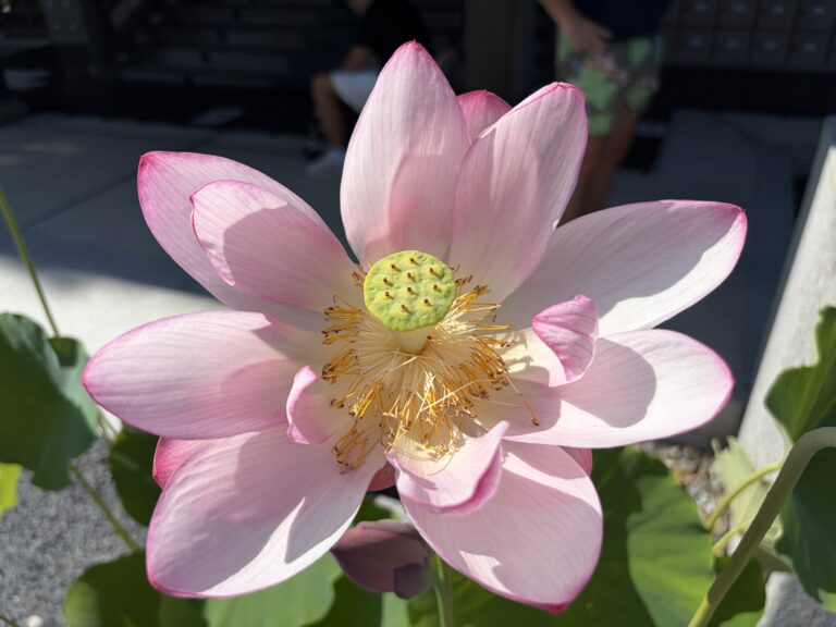 Fleur de Lotus