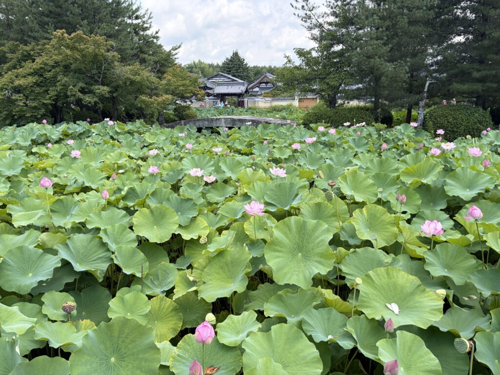 放生池