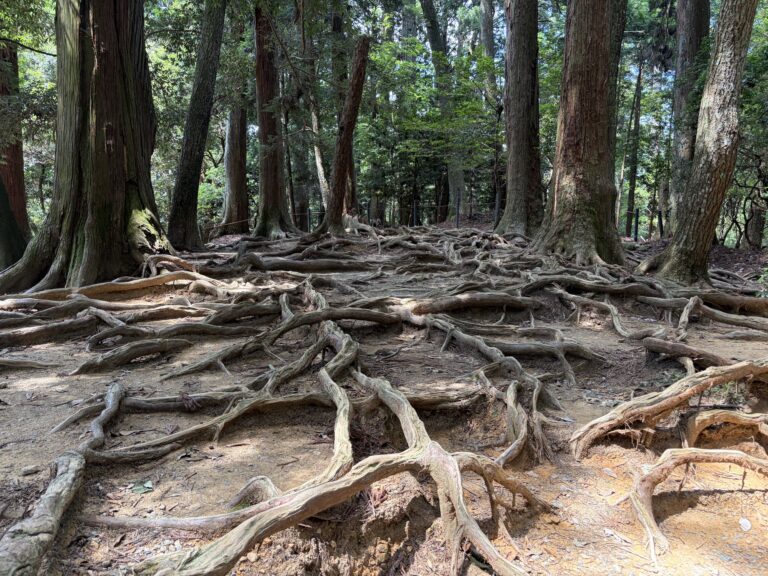 木の根道
