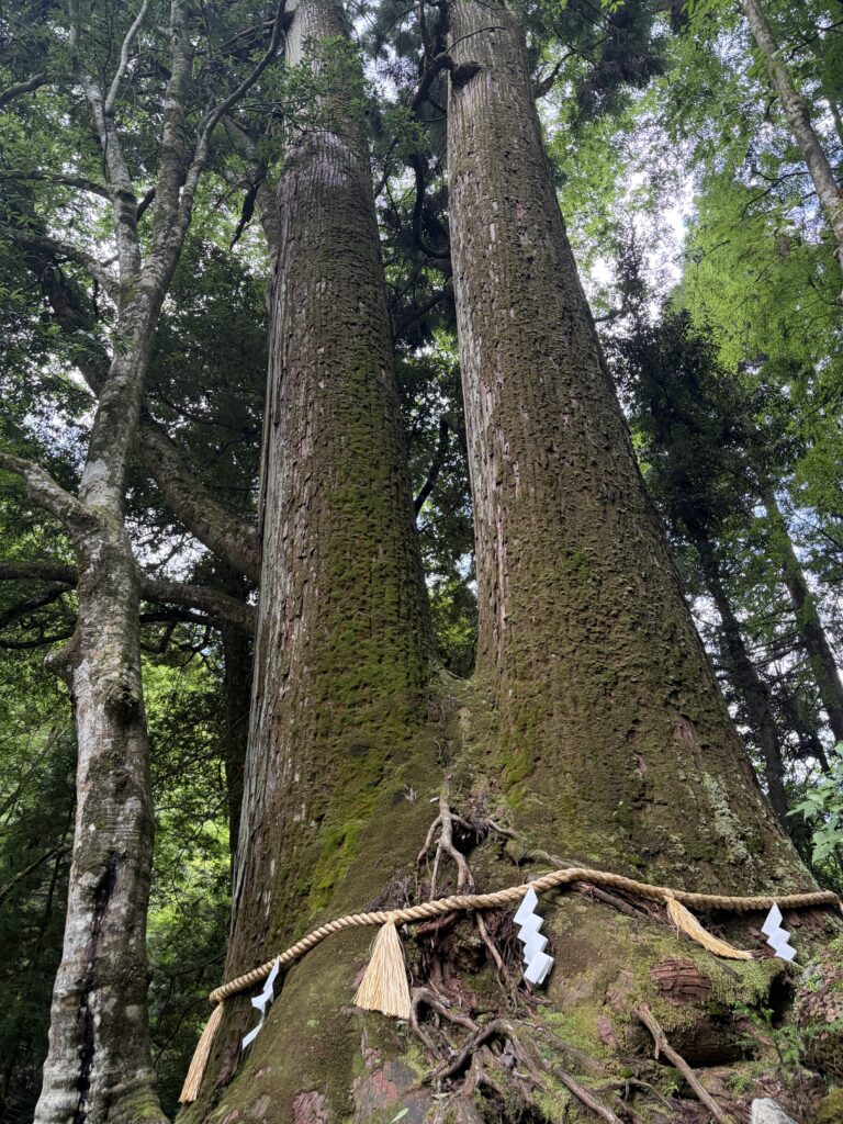 相生の杉