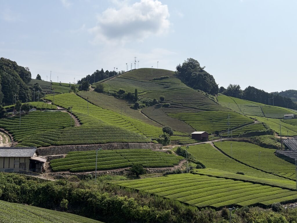 石寺の茶畑