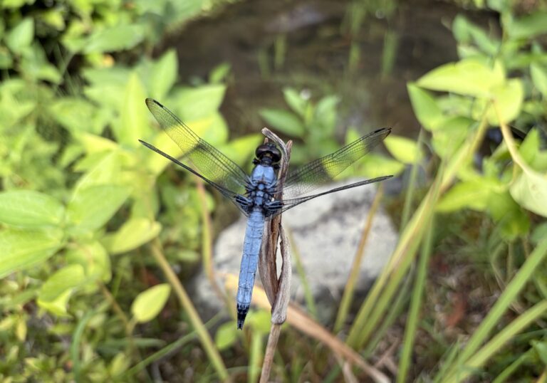 Ooshiokaratonbo, dragonflies that symbolise the Japanese summer