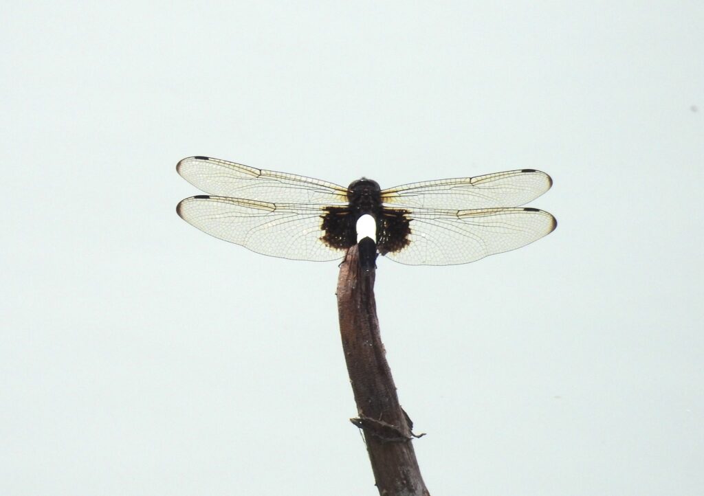 Pseudothemis zonata