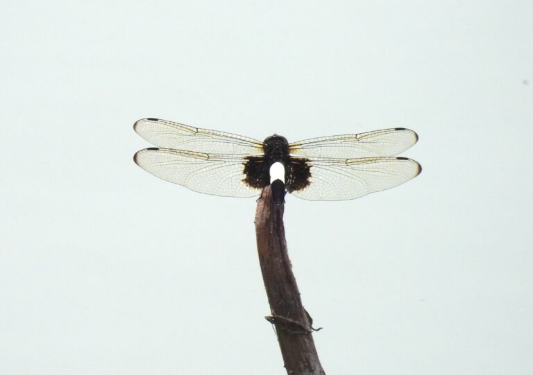 Pseudothemis zonata