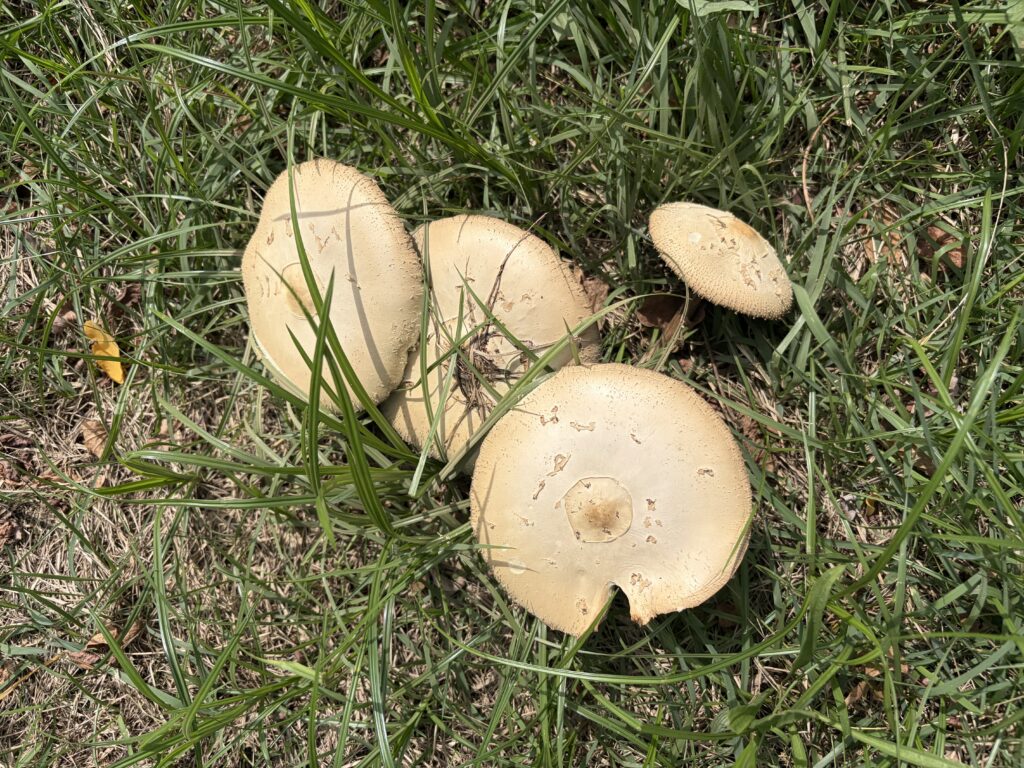 Parasol à spores vertes