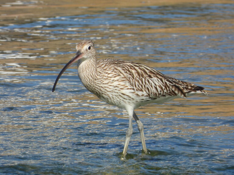 ダイシャクシギ