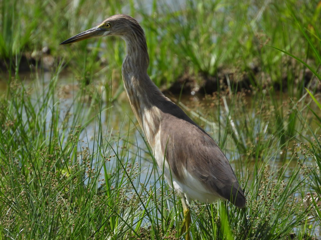 Growing population of Javan pond heron