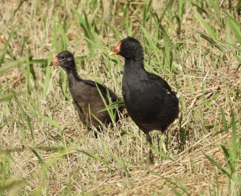 Common moorhen and its Chick