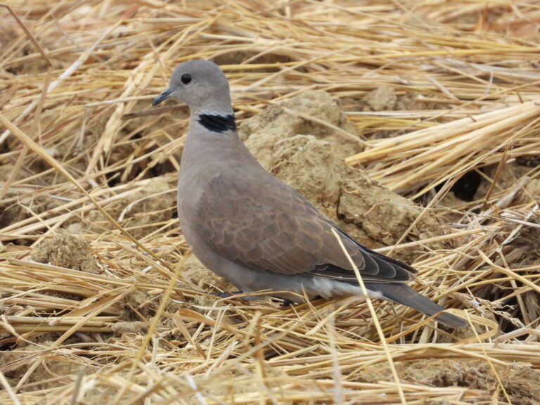 Red collared dove