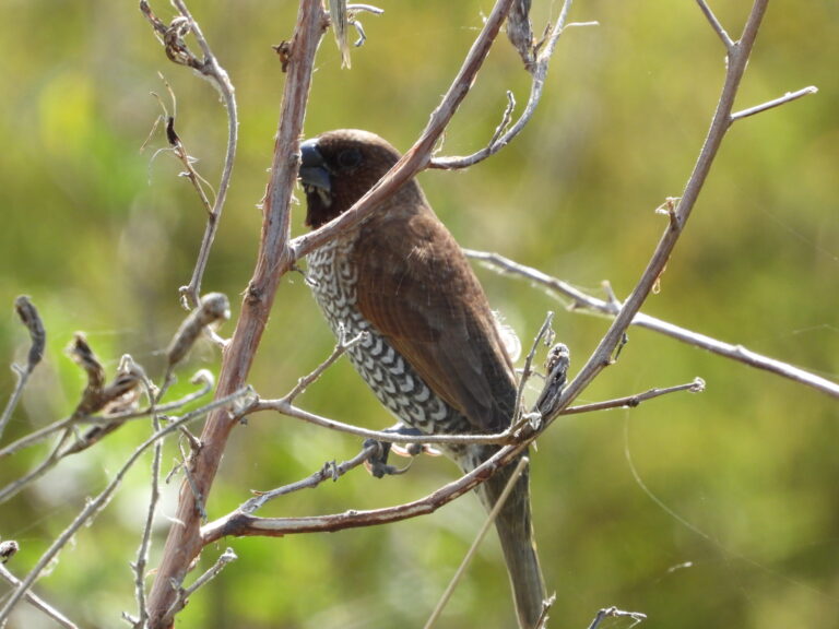 Scaly-breasted munia