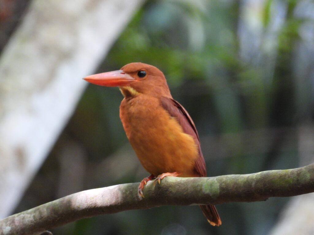 まだ残っていたリュウキュウアカショウビン