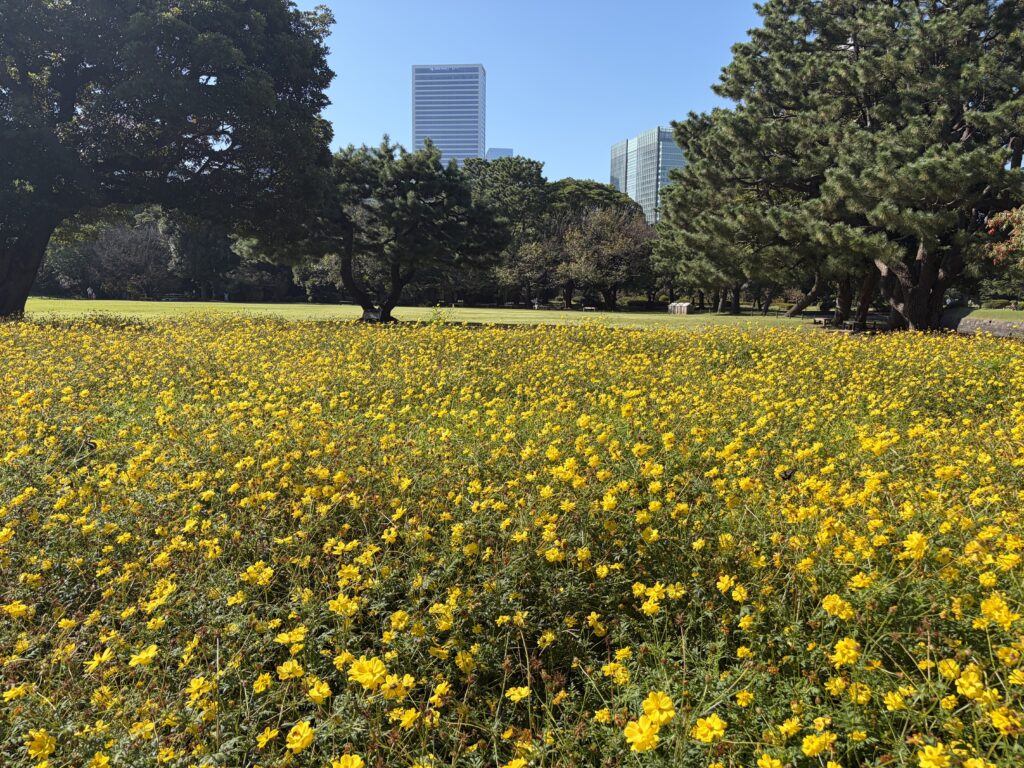 Sulfur cosmos at Hamarikyu Gardens