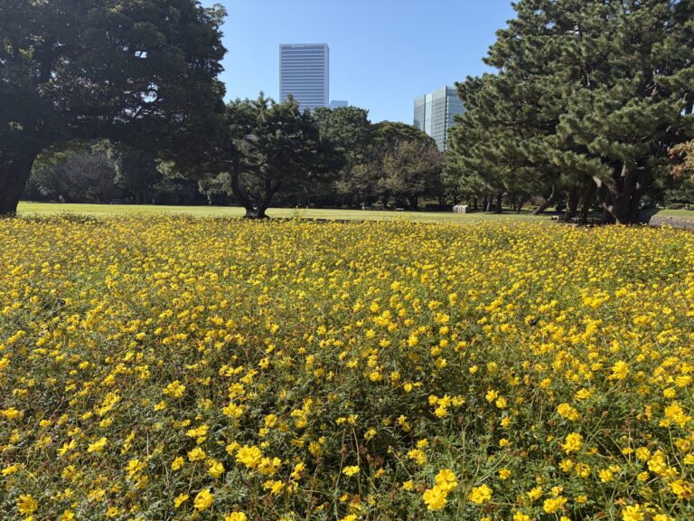 Sulfur cosmos at Hamarikyu Gardens