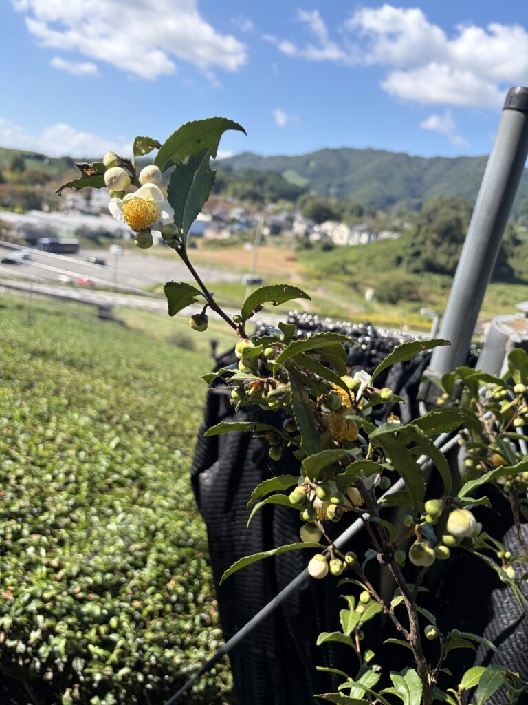 茶の花