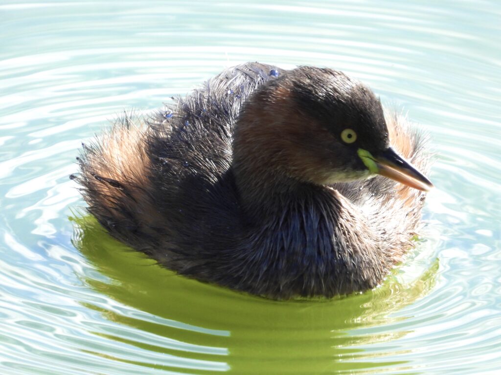 広沢池のカイツブリ